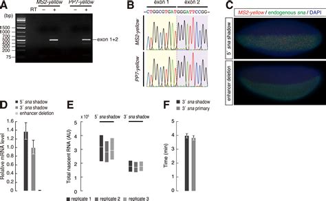 Enhancer Control Of Transcriptional Bursting Cell