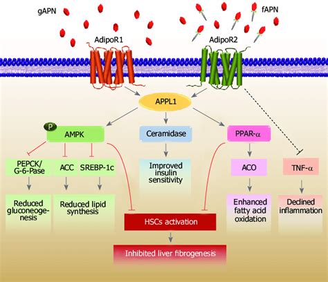 The Biological Effects Of Adiponectin On The Liver Adiponectin