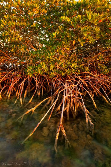 Red Mangrove Big Torch Florida Keys Florida Florida Landscape