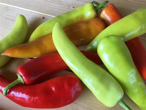 Hungarian Hot Wax Hot Pepper White Harvest Seed Company