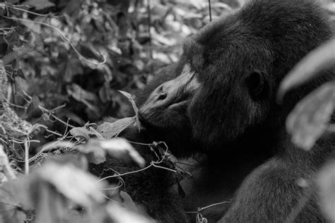 Gorilla Trekking in Volcanoes National Park (with Photos & Videos)