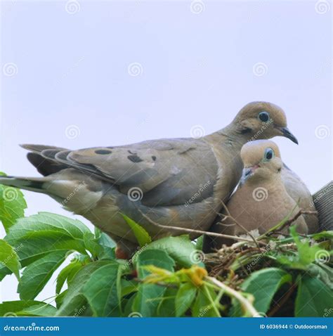 Mourning Doves In River Birch Stock Photography | CartoonDealer.com
