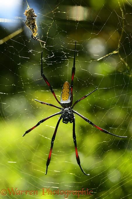 Giant spider photo WP19460