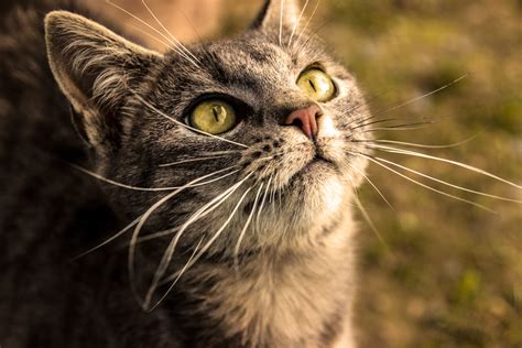 Brown tabby cat, cat, cat eyes, animals, yellow eyes HD wallpaper ...