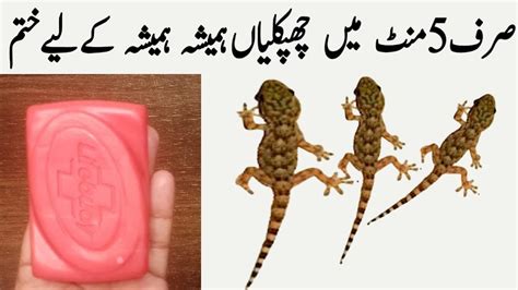 Chipkali Ko Bhagane Ka Tarika Lizard Ko Ghar Sy Bhagane Ka Tarika How