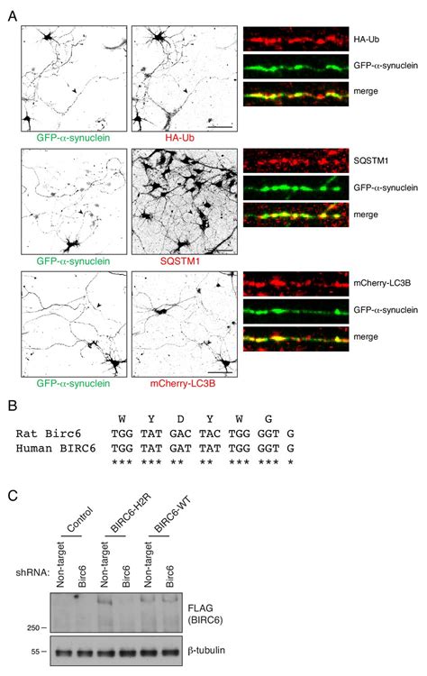 Figures And Data In Negative Regulation Of Autophagy By UBA6 BIRC6