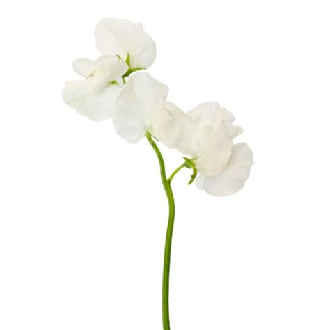 White Sweet Pea Flower