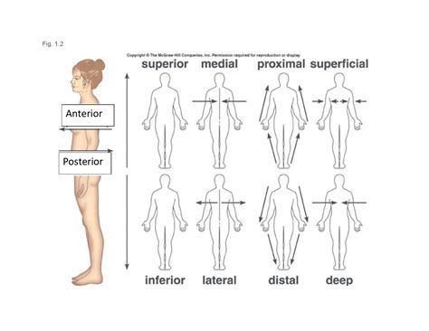 Anatomical Directions Of The Human Body