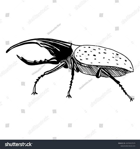 Hercules Beetle Side View Drawing Black Stock Vector Royalty Free