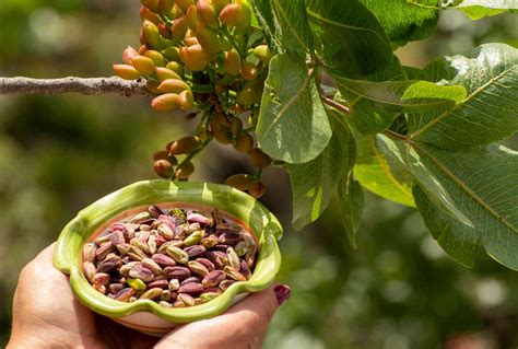 Pistacchio Tutti I Benefici E Le Proprietà Che Dovresti Conoscere