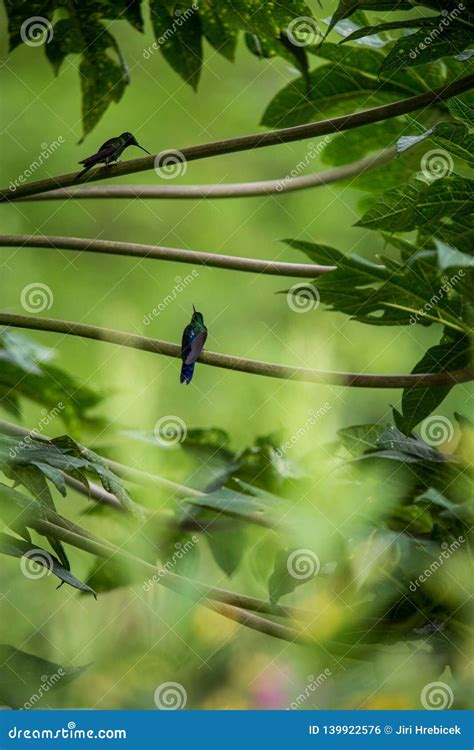 Hummingbirds Sitting on Branches of Tree, Hummingbird from Tropical ...