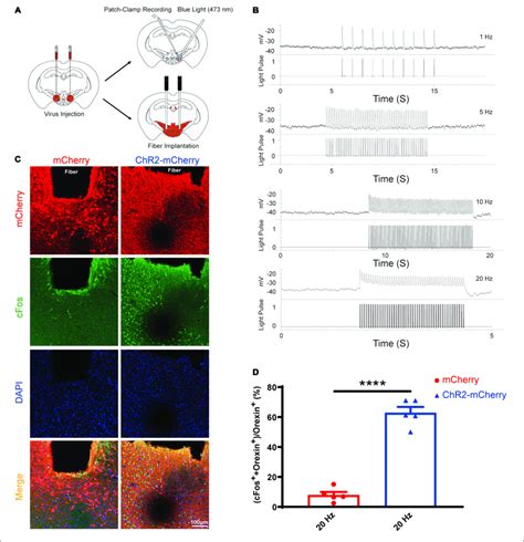 Optogenetic Stimulation Can Reliably Excite The Orexin Neurons