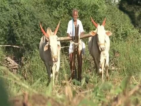 Karnataka 91 Year Old Farmer Works For 8 Hours Everyday कर्नाटक के