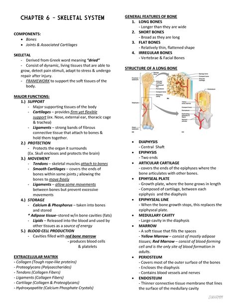 Chapter 6 Anatomy And Physiology Skeletal System CHAPTER 6