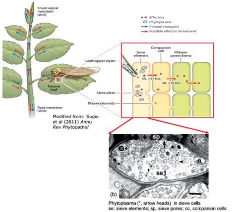 Phytoplasma Research John Innes Centre