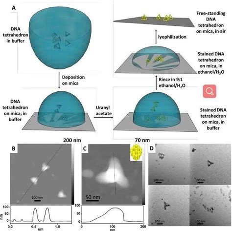 匹兹堡大学刘海涛哈佛大学尹鹏《acs Nano》：低密度，高强度的3d独立dna纳米结构杂化材料 知乎