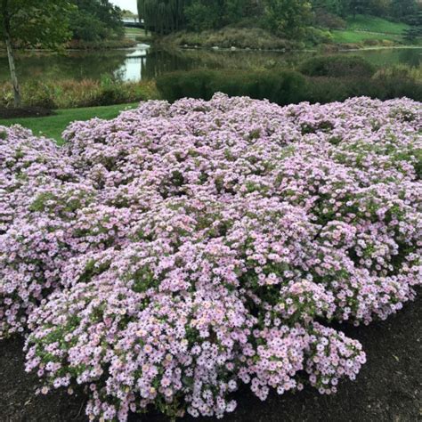 Symphyotrichum Oblongifolius Midwest Groundcovers