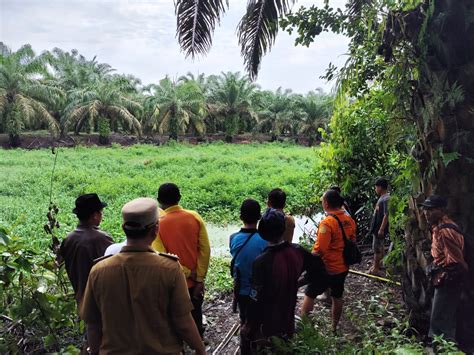 Diduga Diterkam Buaya Pria Paruh Baya Di Tapan Hilang Dan Belum Ditemukan