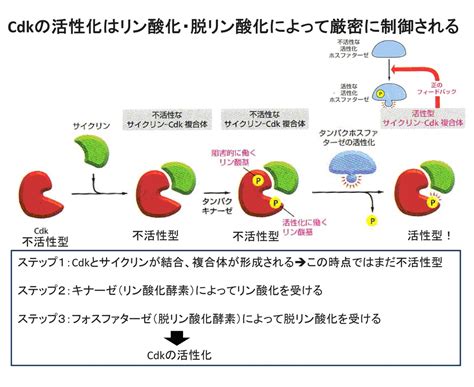 リン酸化による細胞周期の制御 漢方医学療法研究会