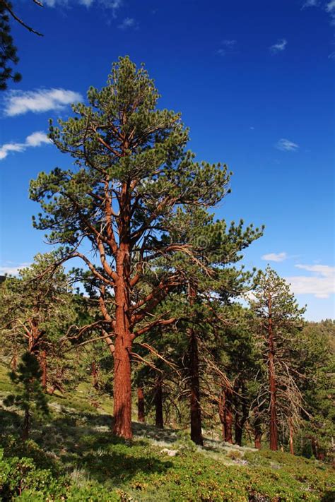 How To Care For Ponderosa Pine Trees