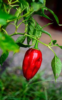 Hottest Chili Is Also Gay The Daily Mash