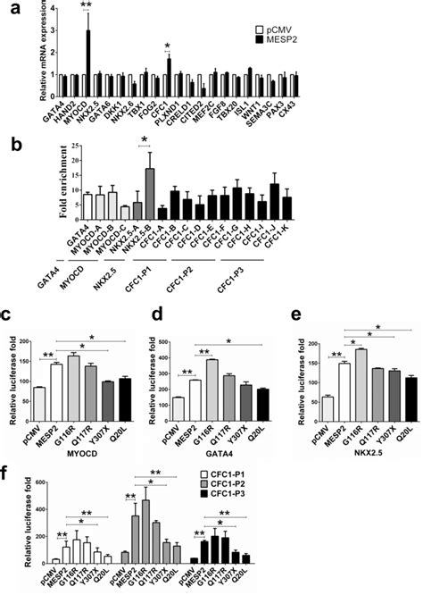 The Effect Of MESP2 Variants On Downstream Target Genes A Screening Of