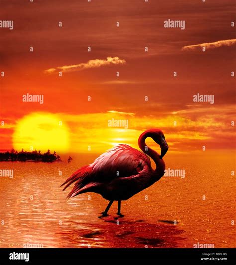 Sunset With Flamingo Stock Photo - Alamy