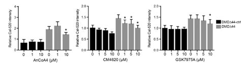 Stim Orai Regulated Ca Overload In Dystrophic Myotubes The Ca