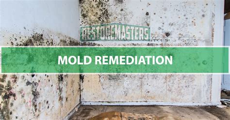 Mold Remediation The Complete Guide