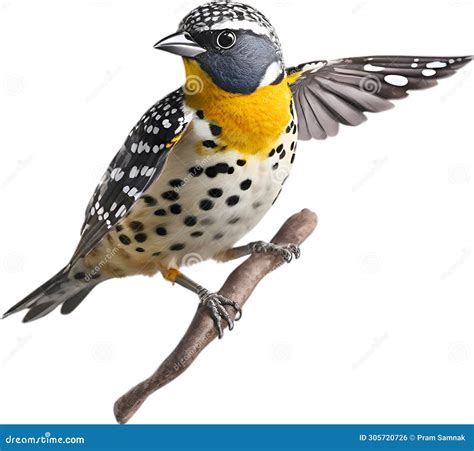 Spotted Pardalote Bird Bird Clipart Ai Generated Stock Illustration