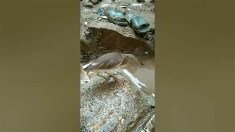 Shots Burung Belekok Sarapan Pagi Dengan Roti Youtube