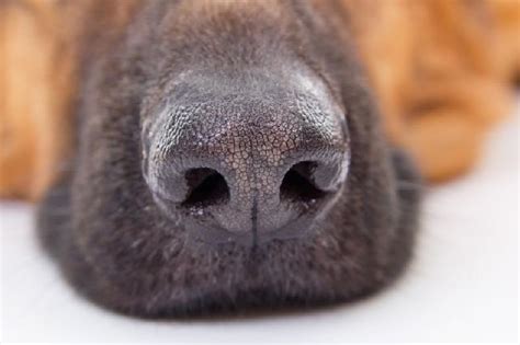 Focinho de Cachorro Mitos e características CachorroGato