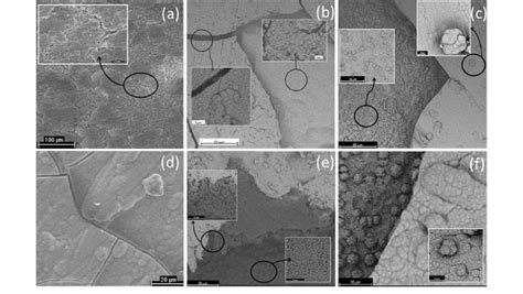 Sem Micrograph Of The Surface Of Glass V700 4 And Glass Ceramic V775 4 Download Scientific