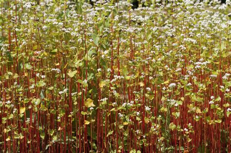 Images Gratuites Structure Champ Prairie Prairie Lumi Re Du