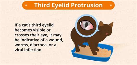 Cat Eye Infection Recognize The Signs Canna Pet