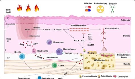 Schematic Diagram Showing The Signaling Pathways And Mediators Involved