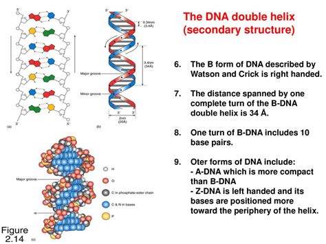 Secondary Structure Of Dna