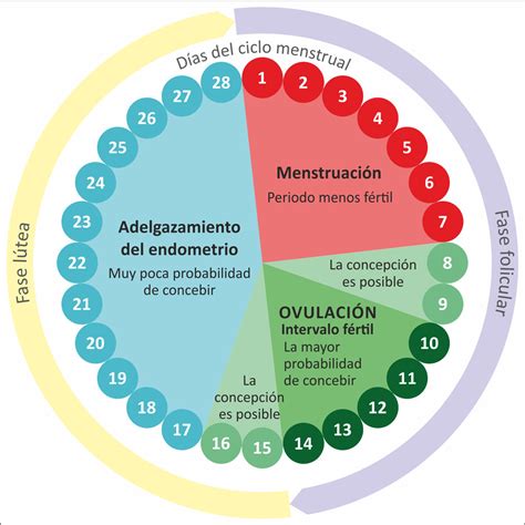 Arriba Foto Calendario De Ovulacion Y Dias Fertiles Para Tener Una