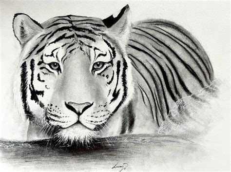 Easy Tiger Pencil Drawings