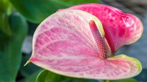 Anthurium Meaning And Symbolism — The Anthurium Flower