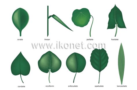 vegetable kingdom > leaf > simple leaves image - Visual Dictionary