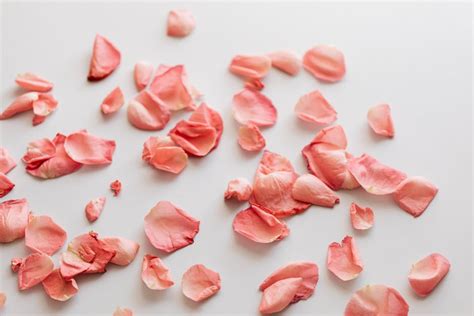 Bunch Of Pink Rose Petals On Pink Surface · Free Stock Photo