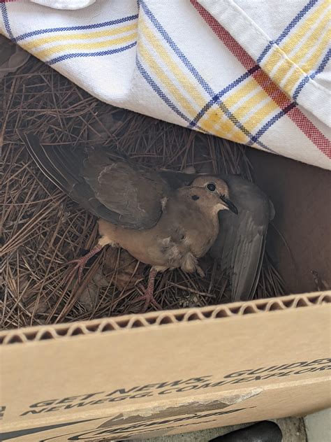 tips for bird injured for beginners 1