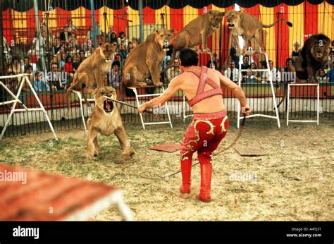 Lions and lion tamer in circus ring Stock Photo - Alamy