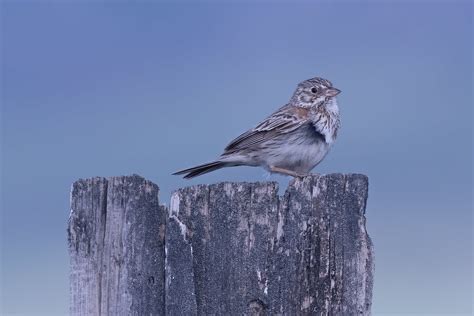 Vesper Sparrow Pooecetes Gramineus Prairie Idaho Ron Riley Flickr