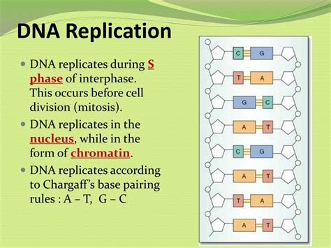 Ppt Dna Replication Rna Protein Synthesis Powerpoint Presentation Id 2613261