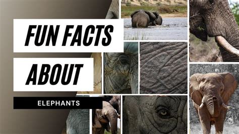 🐘Top 10 Fun Facts About Elephants - facts about elephants | top 10 ...