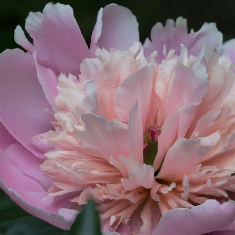 Celebrity Peony Star Studded Petals In Your Backyard The Green Thumb