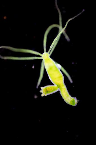 Hydra Is A Genus Of Small Freshwater Animals Of The Phylum Cnidaria And