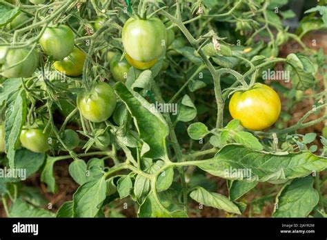 Maduración de los tomates en el arbusto de tomate primer plano